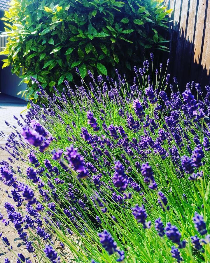 Ferienwohnung Lavanda Rust Exteriér fotografie